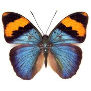 EUPHAEDRA NEOPHRON